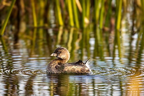 A pied-billed grebe floats in the marsh at the Viera Wetlands in Brevard County, Florida, USA. Art Print